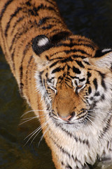 Tigers play in the water.Zoo in Kiev