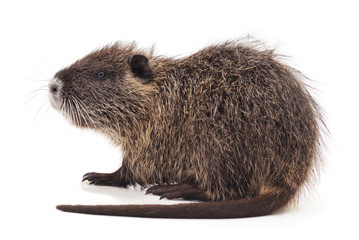 One brown nutria.