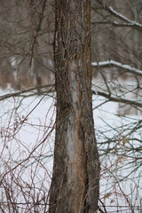 Dead Elm Tree in winter caused by Dutch Elm Disease (DED) (Ophiostoma ulmi)