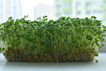 sprout vegetables germinated from high quality organic plant seed on linen mat.microgreen Foliage Background.superfood