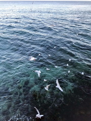 Naklejka premium Odessa. Black Sea. Langeron Coast. Seagulls flying over blue sea surface against the evening frosty sky at sunset.