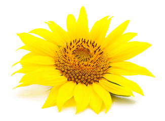 Fototapeta premium One yellow sunflower.