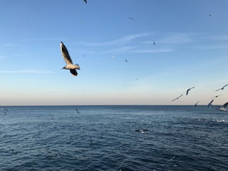 Fototapeta na wymiar Odessa. Black Sea. Langeron Coast. Seagulls flying over blue sea surface against the evening frosty sky at sunset.