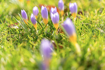 Crocus flowers during early spring season