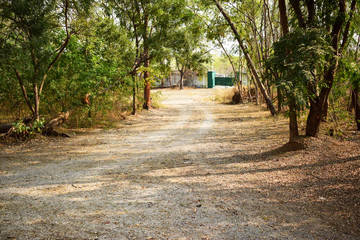 Forest path landscape. Forest dirty road view. Forrest pathway landscape. Forest path landscape