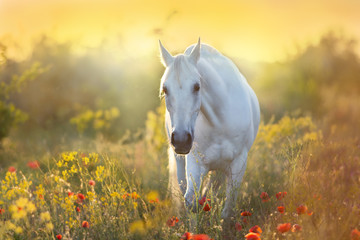 White horse portrait in poppy flowers at sunrise light