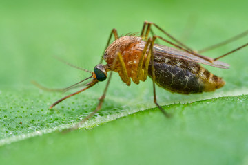 A large mosquito is clinging on the green leaves