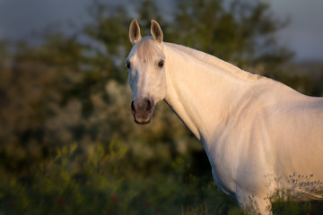 White horse close up portrait at sunset