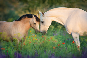 Horse and pony close up portrait in flowers meadow