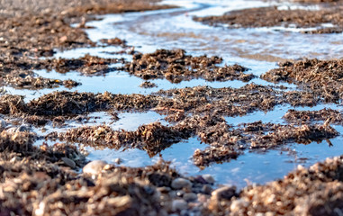  succession of photos of the coastal area with trees and beach