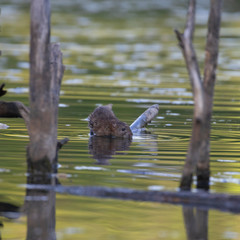 brown rat (Rattus norvegicus) in the natural ecosystem near the water.