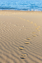 Traces of animals in the sand. Sand Texture. Background from brown sand. selective focus