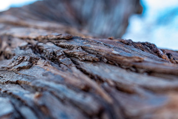  succession of photos of the coastal area with trees and beach