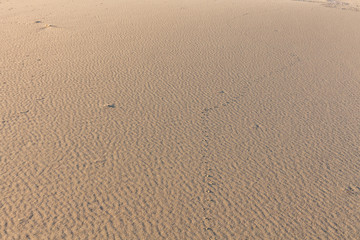 Sand Texture. Background from fine sand. Sand background. selective focus