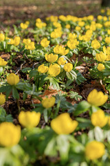 Yellow flowers of winter aconite (Eranthis hyemalis), earliest flowers to appear in winter