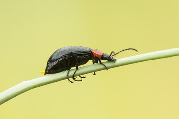 Heliotaurus cf ruficollis a small black beetle with the red pronotum very common in spring on all types of plants in Andalusia
