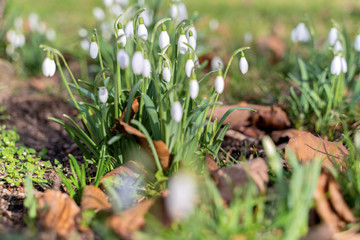 Wild white snowdrops growing from the forest ground