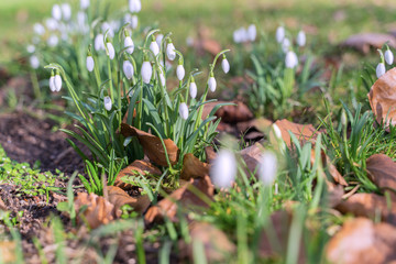 Wild white snowdrops growing from the forest ground