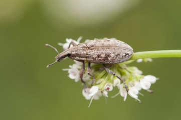 Weevil beetle curculionidae insect that feeds on vegetables using its trunk to introduce the jaws...