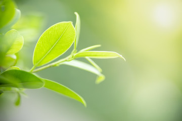 Close up of nature view green leaf on blurred greenery background under sunlight with bokeh and copy space using as background natural plants landscape, ecology wallpaper concept.