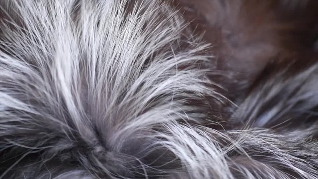 Real silver fox Fur background. Gray with black Fur clothes texture closeup. Soft and fluffy grey macro shot. Fluffy Texture surface Rotation. Backdrop. Slow motion. 4K UHD video