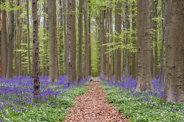 Fototapeta na wymiar Path in springtime forest with bluebells and beech trees blooming