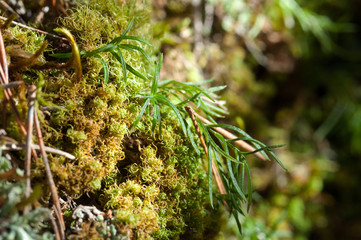 sfumature di verde in natura