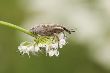 Weevil beetle curculionidae insect that feeds on vegetables using its trunk to introduce the jaws into the plants it feeds on