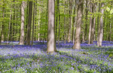 Springtime forest with beech trees and bluebells blooming