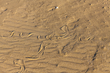 Traces of snake in the sand. Sand Texture. Background from brown sand. selective focus