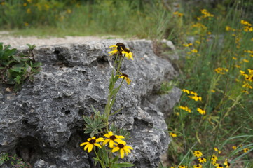 flowers on clif