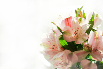 a bouquet of pink delicate flowers on a white background.