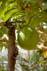 Calabash tree (Crescentia cujete) - green gourd