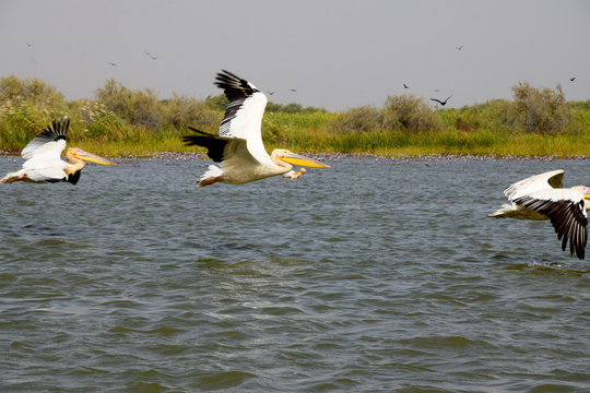 Flying pelican (Great white pelican - Pelecanus onocrotalus) . Senegal