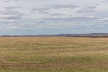 Obraz premium Spring nature, forest landscape. Cloudy sky, Russia. Selective focus