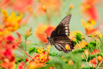 A Gold-rimmed Swallowtail feeding on orange Pride of Barbados flowers in a tropical garden on a...