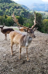 Naklejka premium cof_vivi