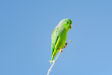 A Green-rumped Parrotlet surveying a tropical garden from a bamboo perch with blue sky in the background.