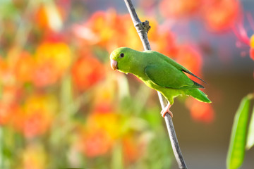 A Green-rumped Parrotlet surveying a tropical garden from a bamboo perch with orange Pride of Barbados flowers blurred in the background.