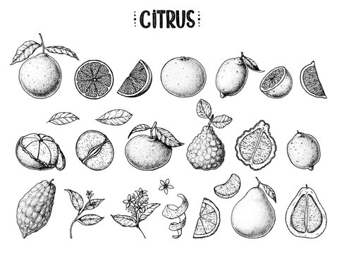 Citrus hand drawn vector illustration. Sketches for design. Black and white. Hand drawn sketch. Grapefruit, orange, mandarine, pomelo, bergamot, citron, lemon, tangerine, clementine, lime illustration