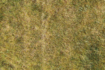 Grass texture. High detailed texture.
