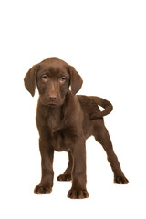 Fototapeta premium Cute standing chocolate brown labrador retriever standing isolated on a white background