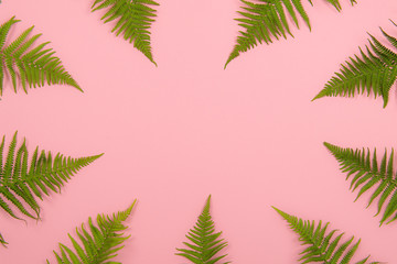 Fototapeta na wymiar Flat lay background with fern leafs around the image and pink background with space for copy