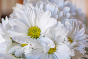 Close-up of a daisy flower blooming in spring