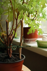 A young seedling of the scented geranium plant. Houseplants on a windowsill in the flat. The little bush stems grew in a flowerpot.