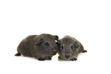 Two cute grey guinea pigs togehter isolated on a white background