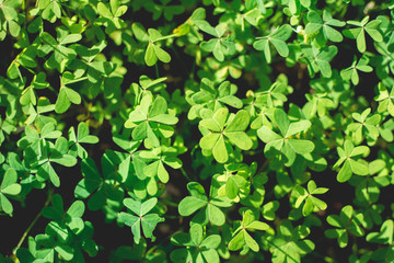 Texture or background of sunlit clovers.