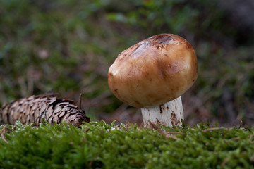 Inedible mushroom Russula foetens in the spruce forest. Known as stinking russula or stinking...