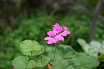 Beautiful flower in spring with rose petals surrounded by green nature plants.