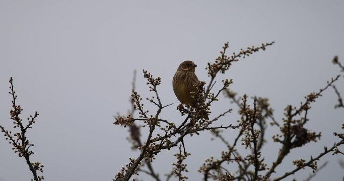 bruant jaune dans une haie au printemps